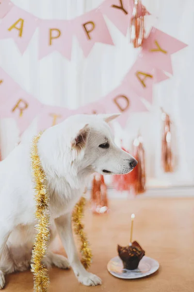 Dog Birthday Party Cute Happy Dog Celebrating First Birthday Cupcake — Photo