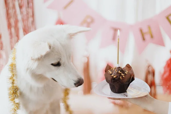 Festa Aniversário Cães Cão Bonito Olhando Para Cupcake Aniversário Com — Fotografia de Stock