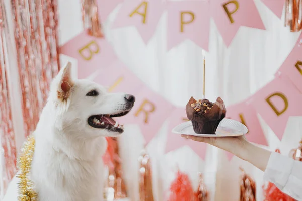 Une Fête Anniversaire Chien Mignon Chien Regardant Cupcake Anniversaire Avec — Photo