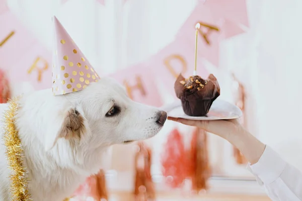 Dog Birthday Party Cute Dog Pink Party Hat Birthday Cupcake — Fotografia de Stock