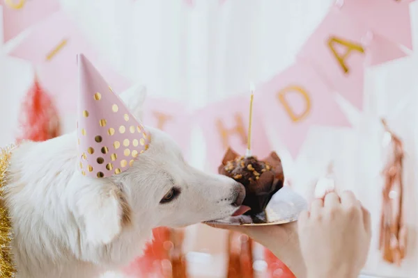 Festa Aniversário Cães Cão Bonito Chapéu Festa Rosa Com Cupcake — Fotografia de Stock