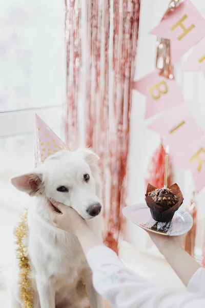 Cão Bonito Chapéu Festa Rosa Com Cupcake Aniversário Com Vela — Fotografia de Stock