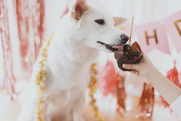 Fiesta Cumpleaños Del Perro Lindo Perro Degustación Deliciosa Magdalena Cumpleaños —  Fotos de Stock