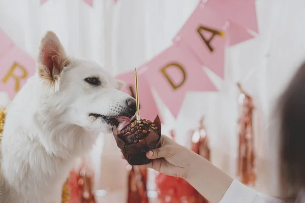 犬の誕生日パーティー ピンクのガーランドと装飾を背景にキャンドルでおいしい誕生日カップケーキを味わうかわいい犬 愛らしい白いスイスの羊飼いの犬の最初の誕生日を祝う — ストック写真