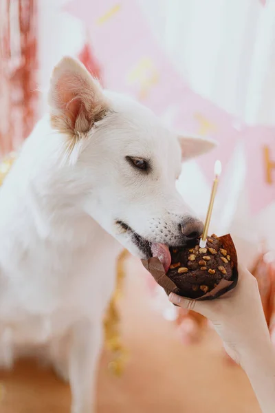 Cão Bonito Degustação Gostoso Aniversário Cupcake Com Vela Fundo Guirlanda — Fotografia de Stock