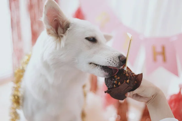 Lindo Perro Degustación Deliciosa Magdalena Cumpleaños Con Vela Sobre Fondo —  Fotos de Stock