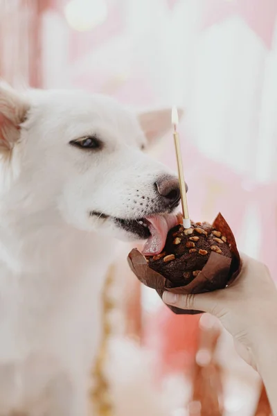 Cute Dog Tasting Yummy Birthday Cupcake Candle Background Pink Garland — Stock Photo, Image