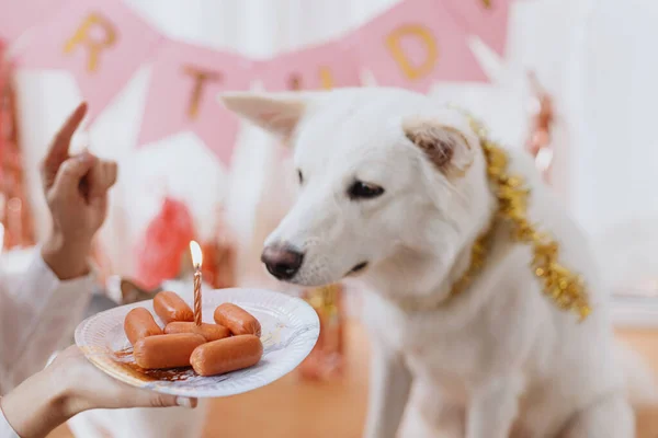 Festa Aniversário Cães Cão Com Fome Bonito Olhando Para Bolo — Fotografia de Stock