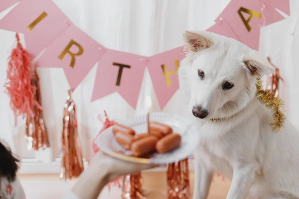 Festa Aniversário Cães Cão Com Fome Bonito Olhando Para Bolo — Fotografia de Stock