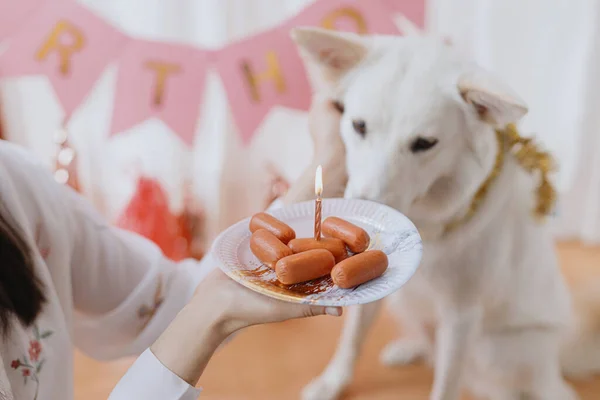 Festa Aniversário Cães Cão Bonito Olhando Para Bolo Salsicha Aniversário — Fotografia de Stock