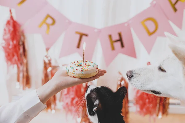 Pet Birthday Party Cute Cat Dog Looking Birthday Donut Candle — Photo