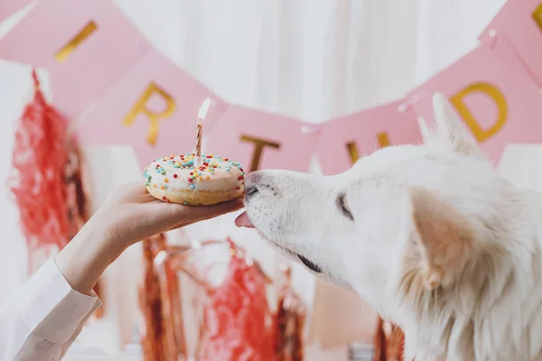 Dog Birthday Party Cute Dog Tasting Yummy Birthday Donut Candle — Stock Photo, Image