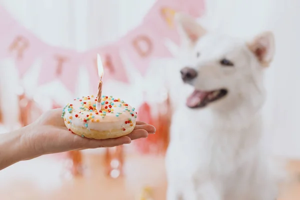 Hand Holding Birthday Donut Candle Background Cute White Dog Pink — Fotografia de Stock