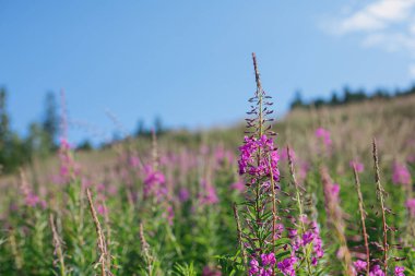 Güzel pembe kır çiçekleri dağ tepelerinin ve güneşli gökyüzünün arka planında kapanıyor. Yosun açan çiçekler. Karpatlar 'ı gezmek ve keşfetmek