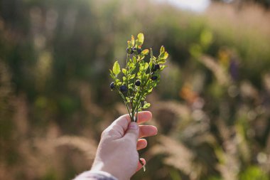 Güneşli dağ tepelerinin arka planında olgun yaban mersinlerinin el ele tutuştuğu bir dal. Yaz dağlarında gezen ve dinlenen kadın gezgin, yabanmersini topluyor. Seyahat
