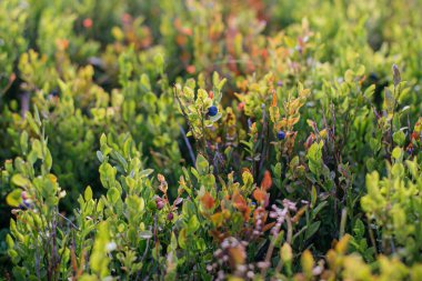 Güneşli dağ tepelerinde güzel olgun yaban mersinleri kapanıyor. Yaz dağlarını gezmek ve keşfetmek, çalılıklardan böğürtlen toplamak. Lezzetli organik meyveler