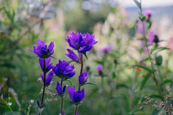 Krásné Fialové Zvonečky Louce Horských Kopcích Chomáč Květin Kvetoucích Květů — Stock fotografie