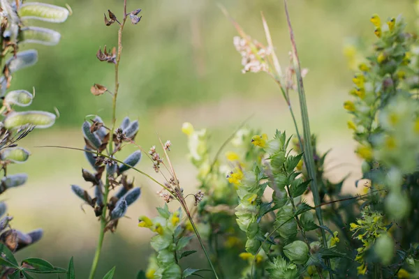 Belle Erbe Fiori Selvatici Nel Prato Sulle Colline Montagna Fiori — Foto Stock