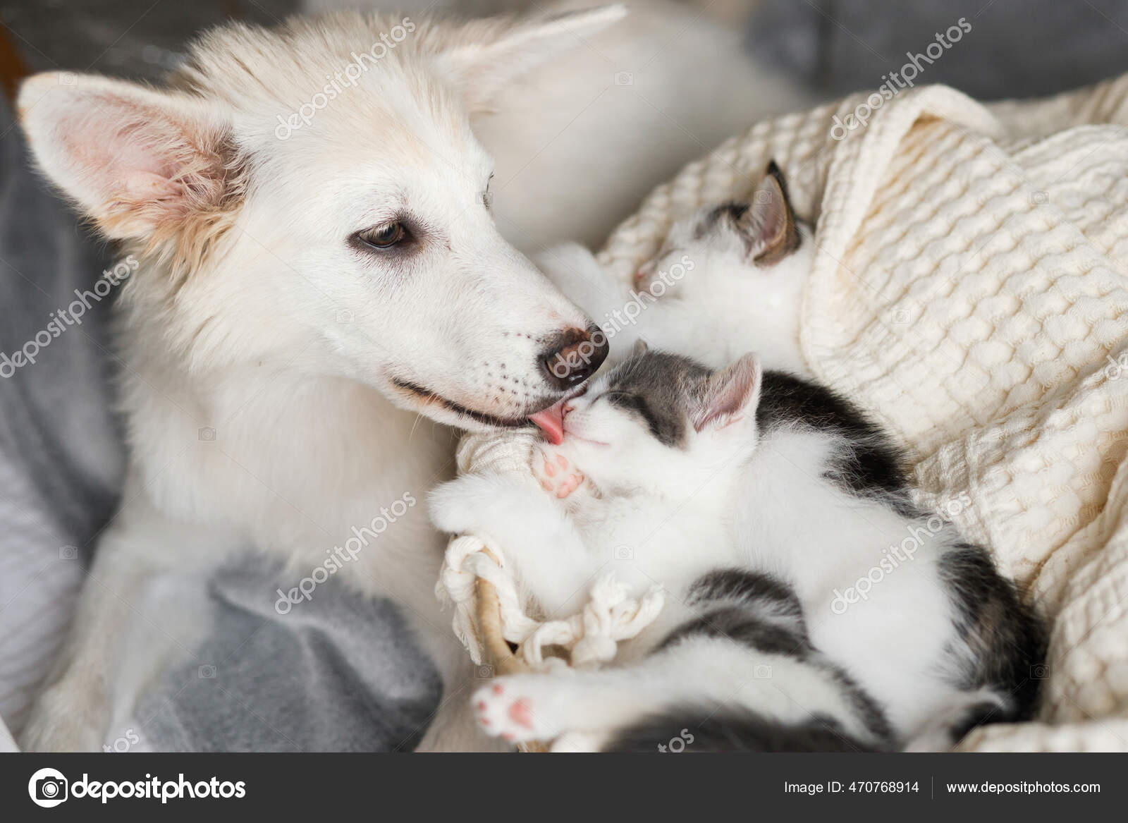 Dog licking blanket top