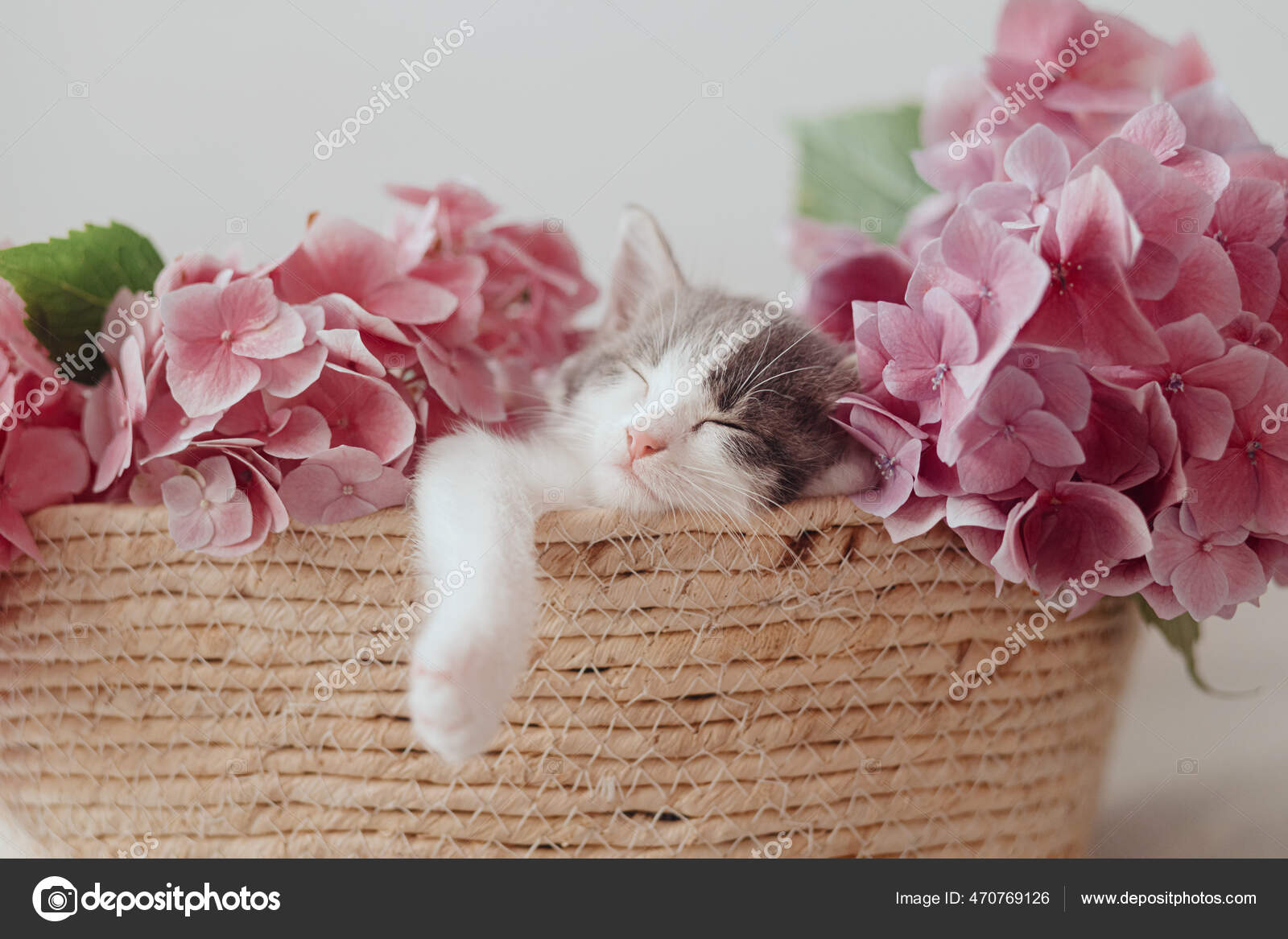 Cute Little Kitten Sleeping Basket Beautiful Pink Flowers Portrait