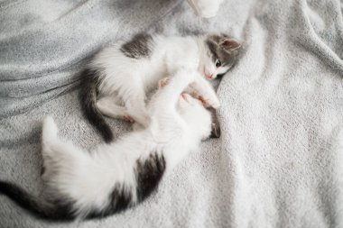 Yatakta oynayan sevimli kedi yavruları. Yatak odasında dinlenen iki sevimli meraklı kedi yavrusu. Evlat edinme konsepti. Tatlı gri ve beyaz kedi portresi