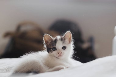 Yumuşak yatakta oturan sevimli bir kedi yavrusu. Yatak odasındaki rahat battaniyede dinlenen sevimli, gri ve beyaz kedi portresi. Evlat edinme kavramı