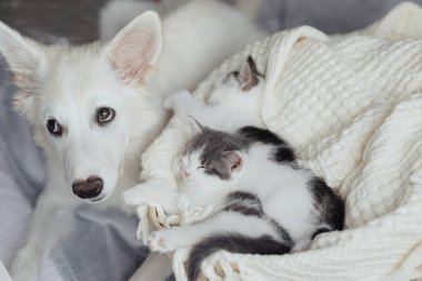 Küçük sevimli kedileri olan sevimli beyaz köpek yavrusu sepetteki yumuşak battaniyenin üzerinde uyuyor. Tatlı köpek dostumuz iki gri beyaz kediyi koruyor. Sepette uyuyor. Evlat edinme ve aşk kavramı