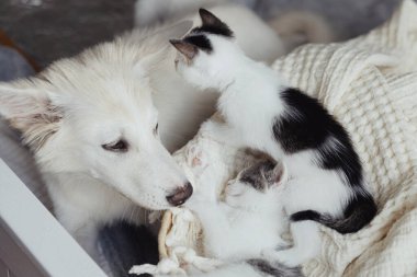 Küçük sevimli kedileri olan sevimli beyaz köpek yavrusu sepetteki yumuşak battaniyenin üzerinde uyuyor. Tatlı köpek dostumuz iki gri beyaz kediyi koruyor. Sepette uyuyor. Evlat edinme ve aşk kavramı
