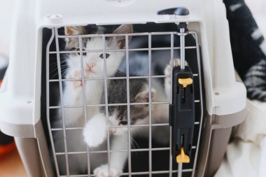 Posta kutusunda ağlayan şirin kedi yavruları. Kedi ulaşım kafesine kapatılmış iki sevimli kedinin portresi. Veteriner konseptinde sağlık kontrolü. Hayvan taşımacılığı.