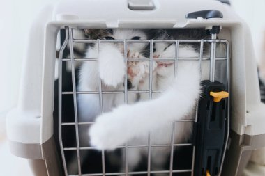 Posta kutusunda ağlayan şirin kedi yavruları. Kedi ulaşım kafesine kapatılmış iki sevimli kedinin portresi. Veteriner konseptinde sağlık kontrolü. Hayvan taşımacılığı.
