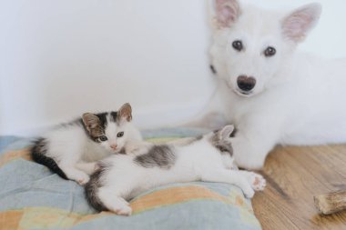 Sevimli beyaz köpek yavrusu yastıkta küçük sevimli kedilerle oynuyor. Tatlı köpek arkadaşım yatak odasında iki gri beyaz kediyle rahatlıyor. Evlat edinme ve aşk kavramı