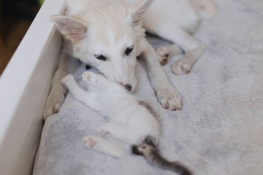 Sevimli beyaz köpek yavrusu yumuşak yatakta tatlı bir kedi yavrusuyla rahatlıyor. Tatlı köpek arkadaşım yatak odasındaki battaniyede gri beyaz kediyle oynuyor. Evlat edinme ve aşk kavramı