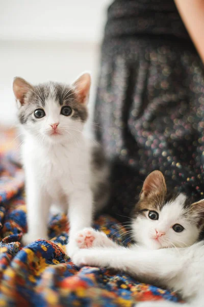 Petits Chatons Mignons Assis Sur Une Robe Colorée Sur Lit — Photo