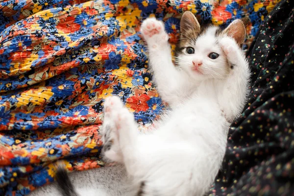 可爱的小猫在床上穿着五颜六色的花衣玩耍 尽收眼底 可爱的灰色和白色猫咪在卧室里放松 收养概念 — 图库照片