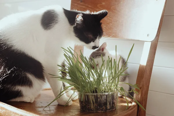 Симпатичный Маленький Котенок Большая Кошка Едят Траву Деревянном Стуле Солнечной — стоковое фото