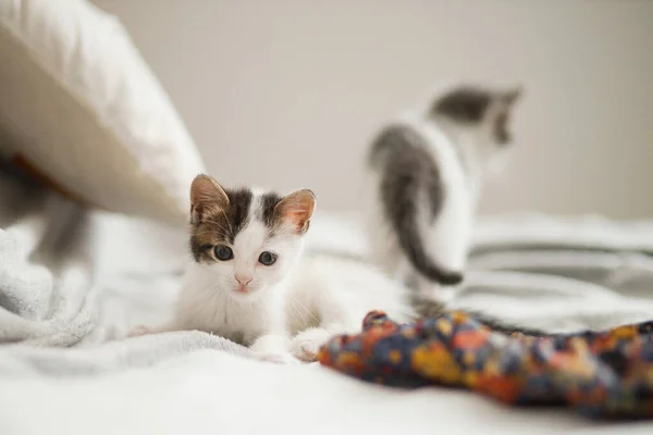 Gatinhos Bonitos Sentados Vestido Colorido Cama Dois Adoráveis Gatinhos Curiosos — Fotografia de Stock