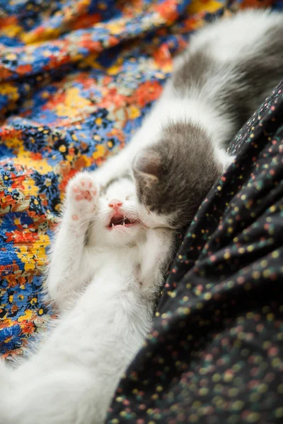 Gatinhos Bonitos Brincando Vestido Colorido Cama Dois Adoráveis Gatinhos Curiosos — Fotografia de Stock