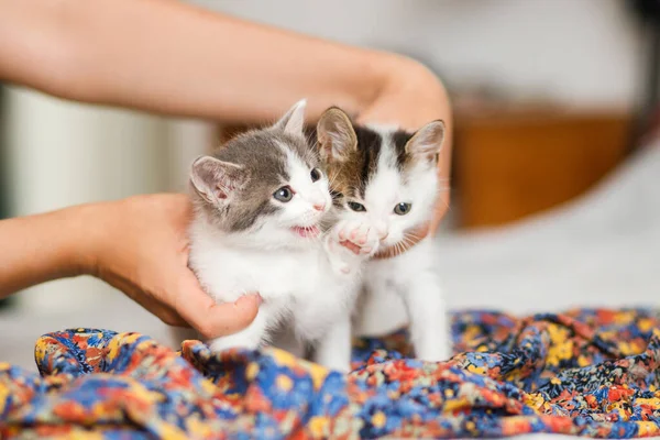 Mani Che Tengono Simpatici Gattini Sul Vestito Colorato Sul Letto — Foto Stock