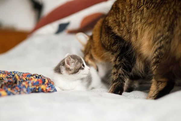 Cute Little Kitten Meeting Big Cat Brother Soft Bed Portrait — Stock Photo, Image