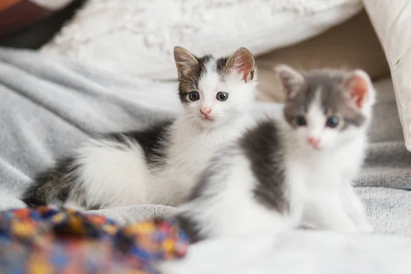 可爱的小猫坐在床上五颜六色的衣服上 两只可爱而好奇的小猫在卧室里休息 收养概念 可爱的灰色和白色猫咪肖像 — 图库照片
