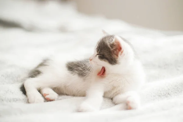 Schattig Klein Katje Geeuwen Liggend Zacht Bed Portret Van Schattig — Stockfoto