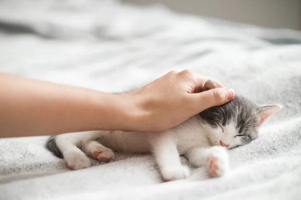 Hand Streichelt Süßes Schlafendes Kleines Kätzchen Auf Weichem Bett Adoptionskonzept — Stockfoto