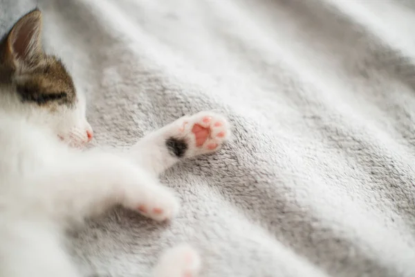 Schattig Klein Katje Dat Slaapt Zacht Bed Pootjes Van Dichtbij — Stockfoto