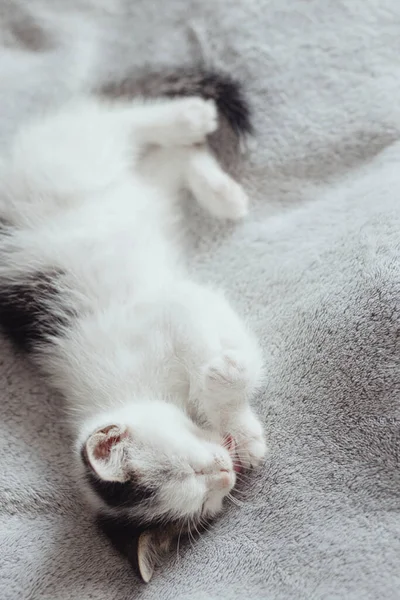 Niedliche Kleine Kätzchen Liegen Auf Weichem Bett Und Putzen Entzückende — Stockfoto