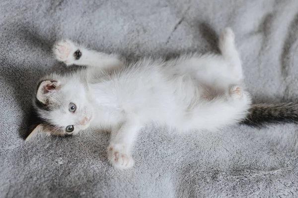 Cute Little Kitten Lying Playing Soft Bed Portrait Adorable Curious — Stock Photo, Image