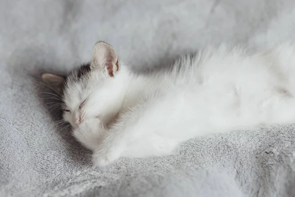 柔らかいベッドの上に横たわるかわいい子猫と掃除 ベッドルームで毛布の上でリラックスし 愛らしいグレーと白の子猫なめる足 グルーミング — ストック写真