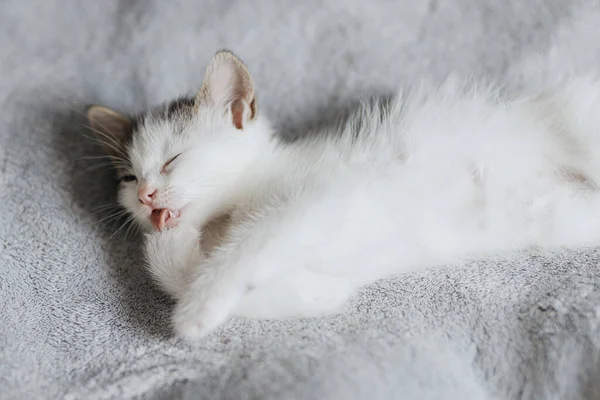 Niedliche Kleine Kätzchen Liegen Auf Weichem Bett Und Putzen Entzückende — Stockfoto