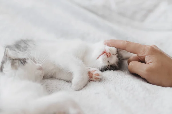 Mano Acariciando Lindo Durmiendo Pequeño Gatito Suave Cama Concepto Adopción —  Fotos de Stock