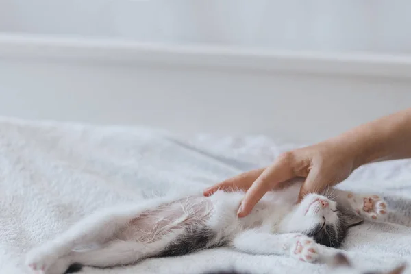 Hand Streichelt Süßes Kleines Kätzchen Auf Weichem Bett Besitzer Spielt — Stockfoto