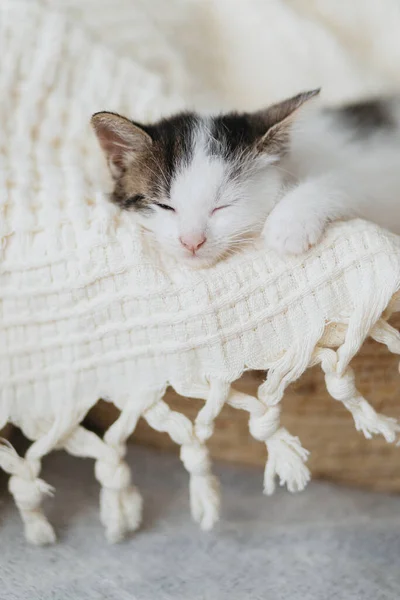 Cute Little Kitten Sleeping Soft Blanket Basket Portrait Adorable Sleepy — Stock Photo, Image